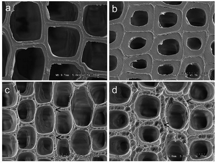低溫9I在线看片成人免费體改性前後的木材早材細胞壁(a、c)和晚材細胞壁(b、d)