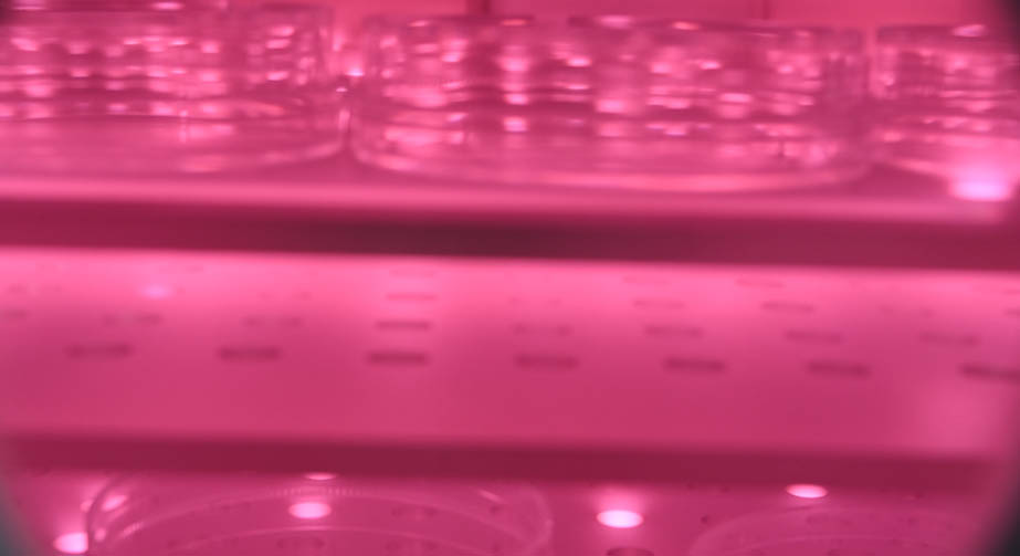 O29I在线看片成人免费體處理玻璃表麵鍍膜