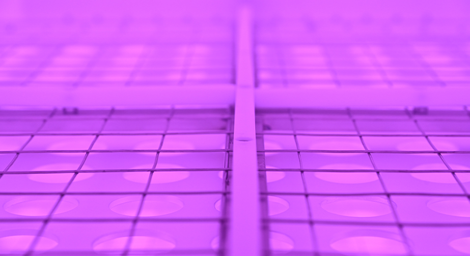 9I在线看片成人免费體處理技術在澱粉領域中的應用